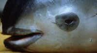 La Procuraduría Federal de Protección al Ambiente (PROFEPA) registró la cuarta Vaquita Marina muerta en lo que este 2017, la cual fue encontrada a 24 kilómetros al norte de San […]