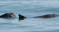 La vaquita marina, el mamífero marino más amenazado del mundo, sigue en peligro a pesar de que se extendió la prohibición temporal para pescar con redes de enmalle en el […]