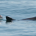 La esperanza para la supervivencia del mamífero marino más amenazado del mundo fue lo más destacado en los resultados del Crucero de Observación 2023 de la Vaquita, que se dieron […]
