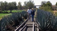 REPORTERA INVITADA: Ana Herrera (@ecohistoricas) Con el objetivo de preservar el patrimonio cultural e impulsar el desarrollo sustentable a través de la reconversión de las vías ferroviarias en México, se […]