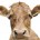 Según un grupo de investigadores descubrió, recientemente, que mirar a los ojos de una vaca podría indicar algo más sobre su bienestar. Si quiere saber cómo se siente uno de […]