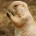 Perrito de la pradera mexicano Cynomys mexicanus Orden: Rodentia Familia: Sciuridae Este roedor mide entre 39 y 43 centímetros de longitud total, su peso varía entre 800 y 1,400 gramos […]