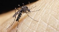 La Secretaría de Turismo federal (Sectur), aseguró que México continúa trabajando en reducir los riesgos del virus Zika, por lo que no es necesario cancelar los planes de viaje al […]