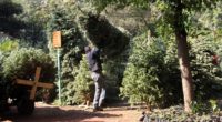 La Comisión Nacional Forestal (Conafor) dio a conocer el directorio de los centros de acopio de árboles de Navidad a nivel nacional, ubicando uno de los mismos en la capital […]